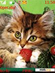 Download mobile theme Green Eyes Cat