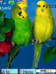 Download mobile theme Parrots