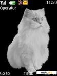 Download mobile theme Animal White Kitty