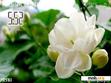 Download mobile theme Flower_white