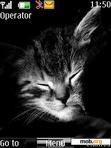 Download mobile theme Absolutely Cute Cat