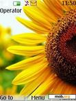 Download mobile theme Sunflower