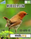 Download mobile theme Gorgeous_birds_Japanese Robin_Male