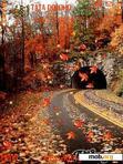Скачать тему autumn fall animated