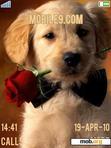 Скачать тему Golden Retriever Puppy With A Red Rose