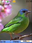 Download mobile theme Nice Bird