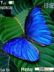 Download mobile theme Butterfly