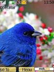 Download mobile theme Blue _Bird