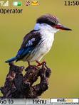 Скачать тему Beautiful  Bird