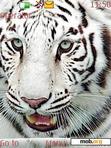 Download mobile theme White Tiger Beautiful