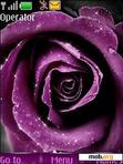 Download mobile theme Purple Rose