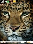 Download mobile theme Leopard