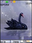 Download mobile theme Black swan