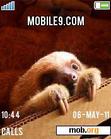 Download mobile theme Baby Sloth 1