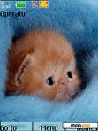 Download mobile theme cute kitten