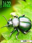 Скачать тему Green Bug