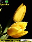 Download mobile theme Yellow tulips