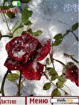 Download mobile theme Rosa in snow anim