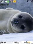 Скачать тему Baby Seal