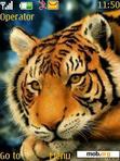 Download mobile theme Royal bengal