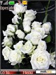 Download mobile theme White Roses