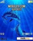 Download mobile theme Dolphins