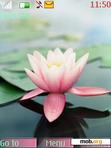 Download mobile theme water flower