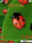 Download mobile theme Ladybird