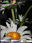 Download mobile theme Raindrops on daisy