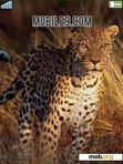 Download mobile theme Leopard