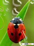 Скачать тему Coccinellidae