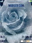 Download mobile theme Frosted Rose