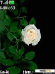 Download mobile theme SWF white rose  _ anim