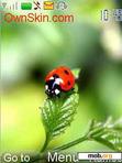 Download mobile theme Cute bug