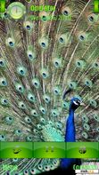 Download mobile theme majestic peacock