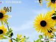 Скачать тему Sunflowers -Nuftd0