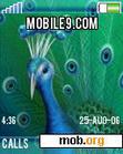 Download mobile theme Peacock