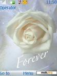 Download mobile theme Forever white rose