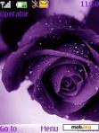 Download mobile theme Purple Rose