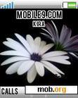 Download mobile theme white flower