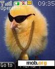 Download mobile theme pollo rockero