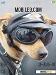 Download mobile theme Funny Dogs