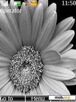 Download mobile theme black and white flowers