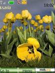 Download mobile theme Yellow tulips