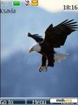 Download mobile theme White-headed eagle