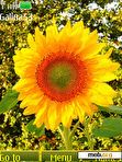 Download mobile theme Sunflower anim