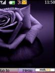 Download mobile theme purple rose