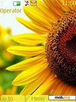 Download mobile theme sunflower