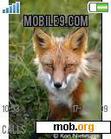 Download mobile theme Animal FOX