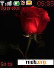 Download mobile theme Red N Black Rose3